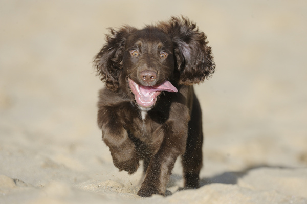 訓練寵物狗聽話方法